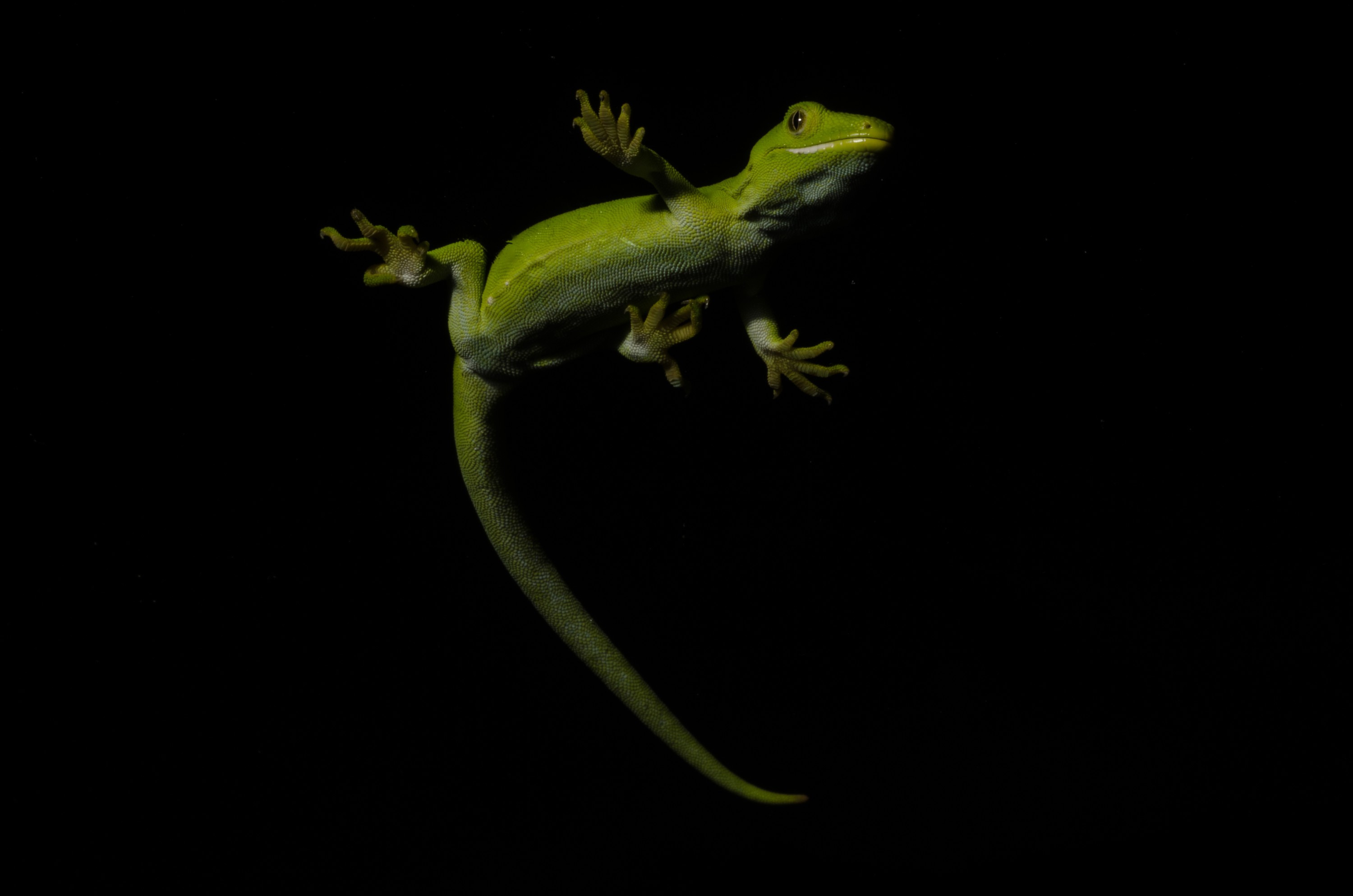 DSC_6019 – Auckland, green, gecko, Naultinus, elegans, elegans, home, lizard, Crispin, reptiles, amphibians, rare, cold, blood, new, new zealand, zealand, nz